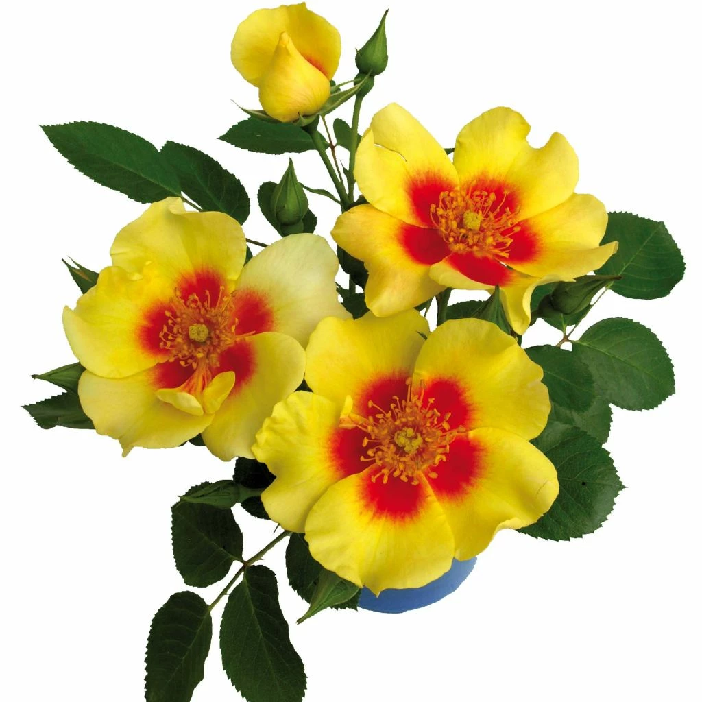 Rosier à Fleurs Groupées Cyrus 3 Rosier à Fleurs Groupées Cyrus