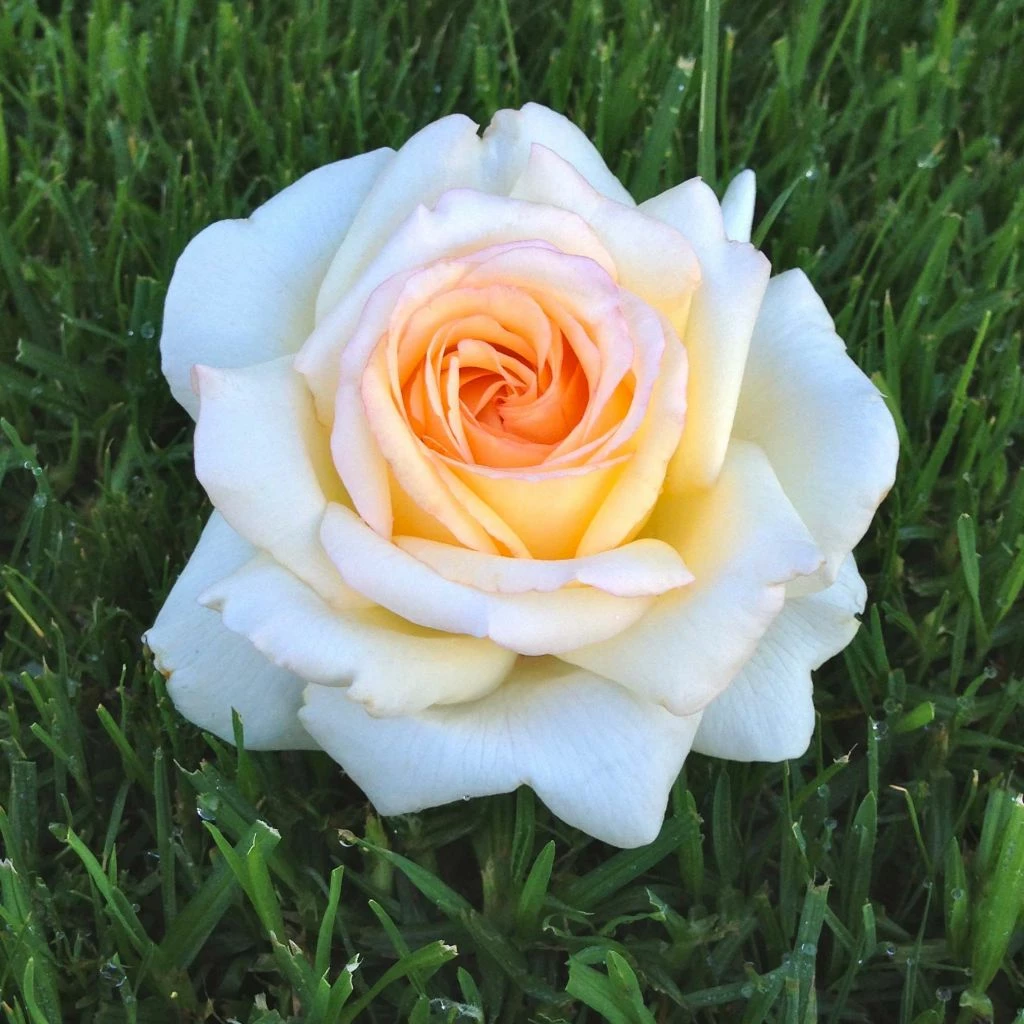 Rosier à Grandes Fleurs Anastasia 3 Rosier à Grandes Fleurs Anastasia