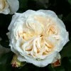 Rosa Kosmos 1 Rosa Kosmos -Promesse de fleurs Boutique Rosier a massif Kosmos IF 17115 1