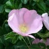 Rosier Rugosa Frau Dagmar Hastrup -Promesse de fleurs Boutique Rosier ancien Frau Dagmar Hastrup 71328 1