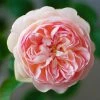 Rosier David Austin Gentle Hermione -Promesse de fleurs Boutique Rosier anglais Gentle Hermione 66538 1