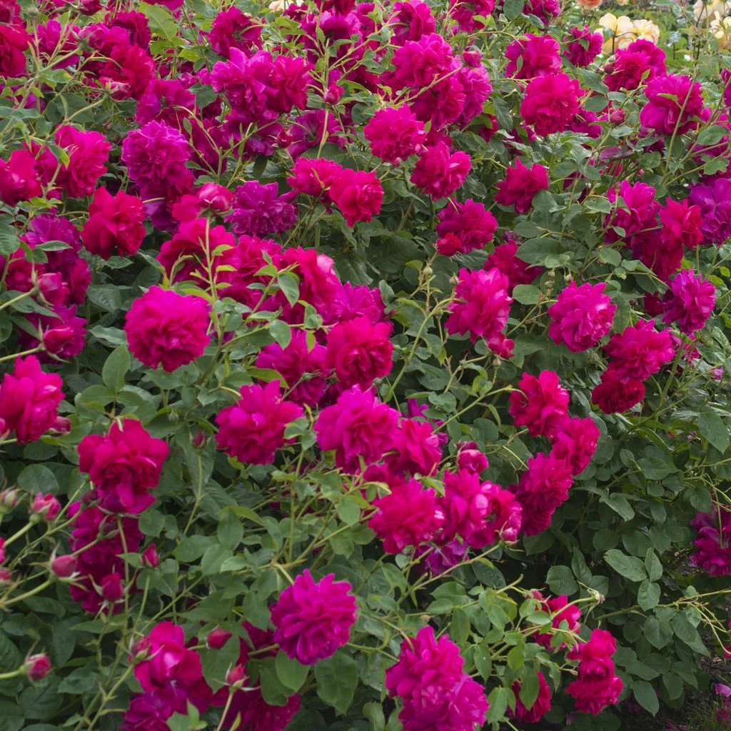 Rosier David Austin Thomas à Becket 3 Rosier David Austin Thomas à Becket