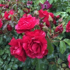 Rosier Couvre-sol Rigo Rotilia