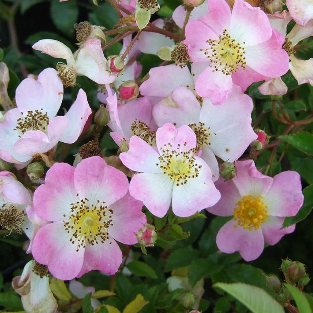 Rosier Couvre-sol Tapis Volant 3 Rosier Couvre-sol Tapis Volant