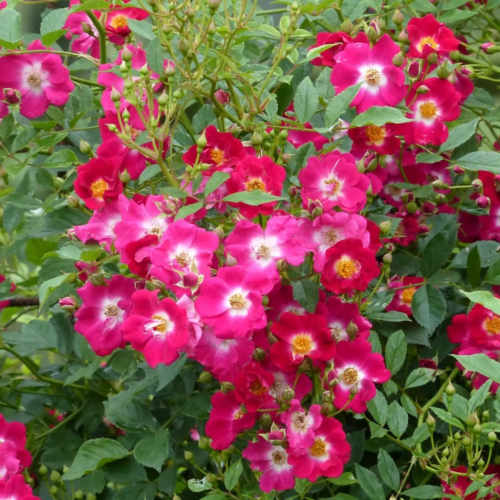 Rosier Grimpant Libertas 3 Rosier Grimpant Libertas