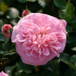 Rosier Grimpant May Queen