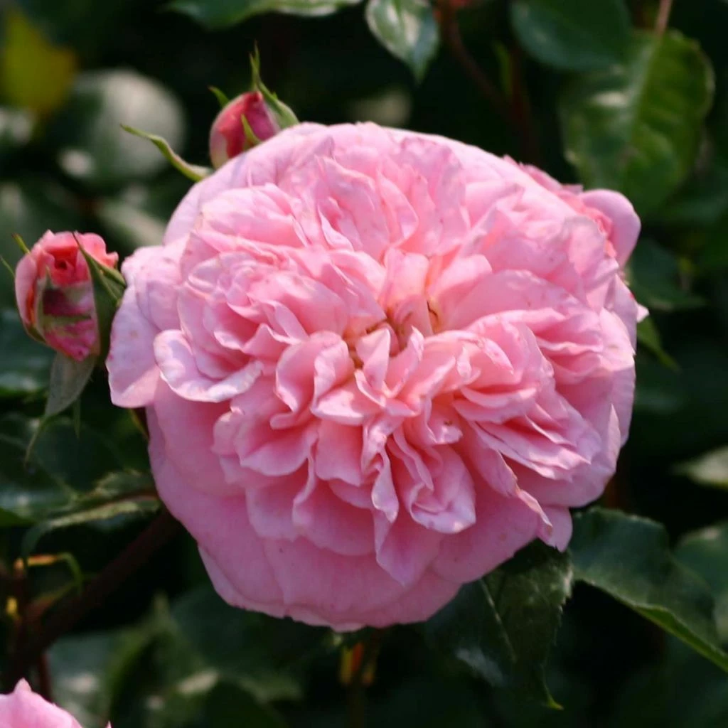 Rosier Grimpant May Queen 3 Rosier Grimpant May Queen