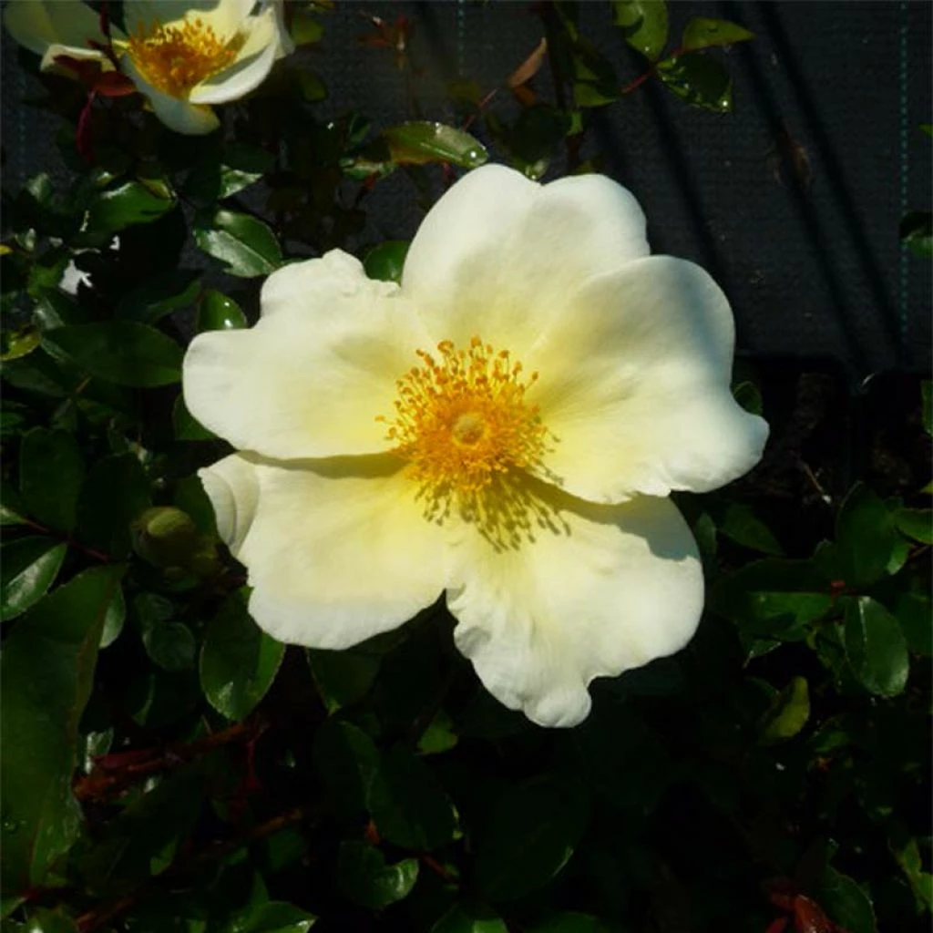 Rosier Grimpant Mermaid 3 Rosier Grimpant Mermaid