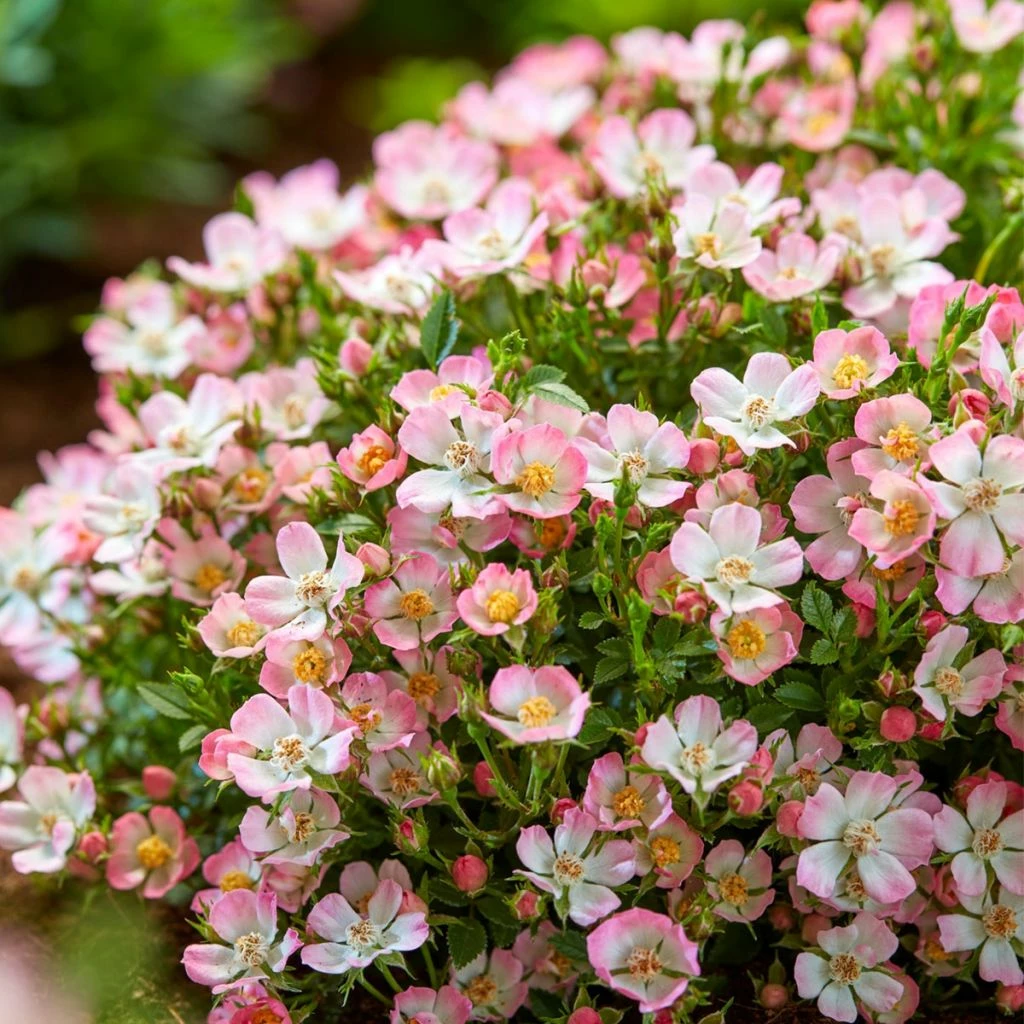 Rosier Miniature Cutie Pie 3 Rosier Miniature Cutie Pie