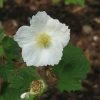 Rubus Tridel Benenden - Ronce D'ornement. -Promesse de fleurs Boutique Rubus Benenden 84295 1