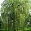 Saule Pleureur - Salix Alba Tristis -Promesse de fleurs Boutique Salix alba Tristis 781532 1