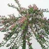 Salix Sachalinensis Sekka - Saule De Sakhaline Pot De 3L/4L -Promesse de fleurs Boutique Salix artica Yalta Saule arctique IF 17942 1