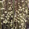 Salix Caprea Kilmarnock - Saule Marsault Pleureur. 1 Salix Caprea Kilmarnock - Saule Marsault Pleureur. -Promesse de fleurs Boutique Salix caprea Kilmarnock 84299 1