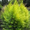 Saule Doré - Salix Sachalinensis Golden Sunshine -Promesse de fleurs Boutique Salix sachalinensis Golden Sunshine 781802 1