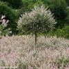 Saule Crevette - Salix Integra Flamingo 2 Saule Crevette - Salix Integra Flamingo -Promesse de fleurs Boutique Salix integra Flamingo copyright Plantipp D.Slingerland 1002092 P