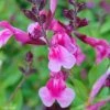 Sauge Arbustive Icing Sugar - Salvia Greggii 1 Sauge Arbustive Icing Sugar - Salvia Greggii -Promesse de fleurs Boutique Salvia greggii Icing Sugar 79018 1