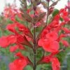 Sauge Arbustive Flammenn ® - Salvia Jamensis -Promesse de fleurs Boutique Salvia jamensis flammen 7787 1