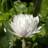Sanguinaria Canadensis Flore Pleno - Sanguinaire -Promesse de fleurs Boutique Sanguinaria canadensis florepleno ld weisserstier 8474 1