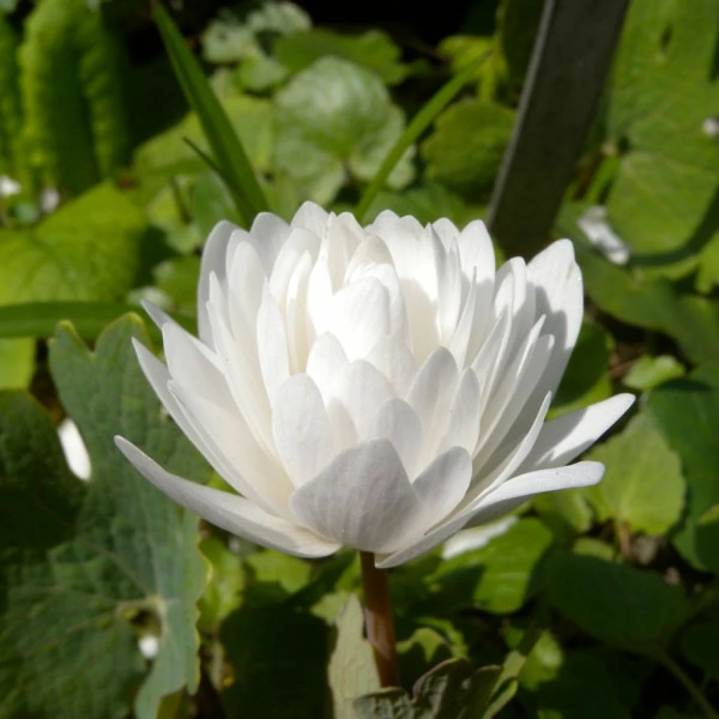 Sanguinaria Canadensis Flore Pleno - Sanguinaire 3 Sanguinaria Canadensis Flore Pleno - Sanguinaire