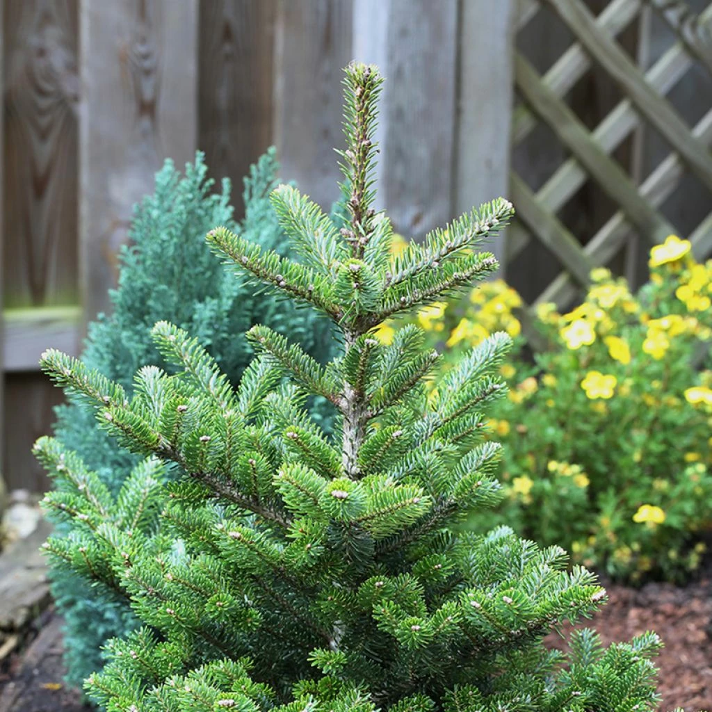 Sapin De Corée Nain - Abies Koreana Molli 3 Sapin De Corée Nain - Abies Koreana Molli