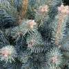 Sapin Subalpin - Abies Lasiocarpa Compacta -Promesse de fleurs Boutique Sapin subalpin Abies lasiocarpa Compacta IF 19054 1