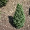 Epinette Blanche - Picea Glauca Piccolo -Promesse de fleurs Boutique Sapinette blanche Epinette blanche Picea glauca Piccolo V 1003221 1