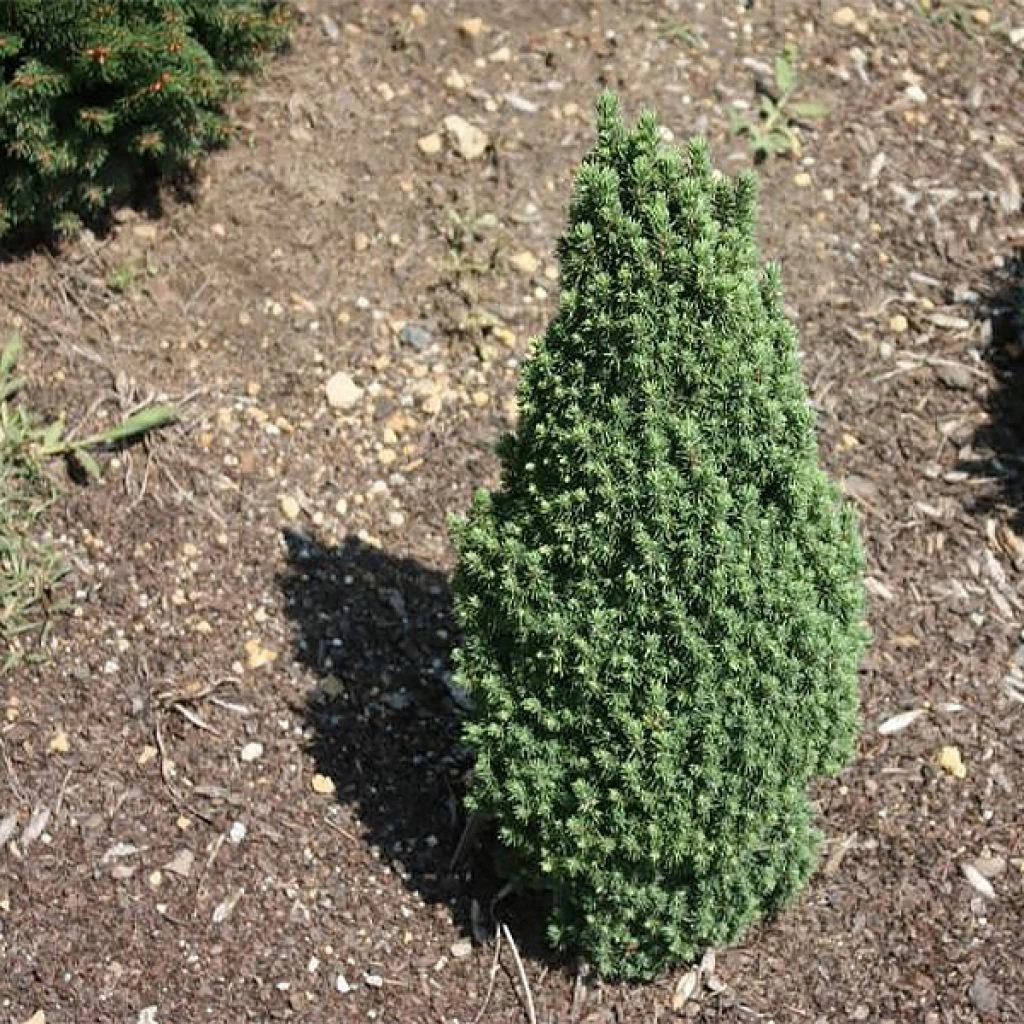 Epinette Blanche - Picea Glauca Piccolo 3 Epinette Blanche - Picea Glauca Piccolo