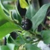Sarcococca Confusa -Promesse de fleurs Boutique Sarcococca confusa 7964 1