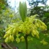 Sassafras Albidum - Laurier Des Iroquois -Promesse de fleurs Boutique Sassafras albidum 81308 2