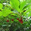 Schisandra Chinensis - Baie Aux 5 Saveurs -Promesse de fleurs Boutique Schisandra chinensis 78361 1