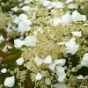 Schizophragma Hydrangeoides Snow Sensation - Faux Hortensia Grimpant 1 Schizophragma Hydrangeoides Snow Sensation - Faux Hortensia Grimpant -Promesse de fleurs Boutique Schizophragma hydrangeoides Snow Sensation Faux hortensia grimpant copyright 18309 1