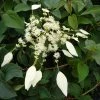 Schizophragma Hydrangeoides Windmills -Promesse de fleurs Boutique Schizophragma hydrangeoides Windmills 83534 1