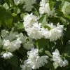 Seringat Minnesota Snowflake - Philadelphus Virginalis -Promesse de fleurs Boutique Seringat Minnesota Snowflake Philadelphus virginalis copyright 1007542 2