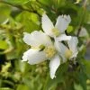 Seringat - Philadelphus Polyanthus Mont Blanc