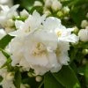 Seringat Blanc - Philadelphus Mrs E.L. Robinson -Promesse de fleurs Boutique Seringat blanc Philadelphus Mrs E L Robinson copyright 1007551 1