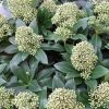 Skimmia Japonica Fragrant Cloud -Promesse de fleurs Boutique Skimmia japonica Fragrant Cloud 87344 1