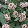Skimmia Japonica Godrie's Dwarf - Skimmia Du Japon Nain -Promesse de fleurs Boutique Skimmia japonica Godrie s Dwarf copyright 873451 1