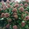 Skimmia Japonica Pink Dwarf 1 Skimmia Japonica Pink Dwarf -Promesse de fleurs Boutique Skimmia japonica Pink Dwarf 100857 1