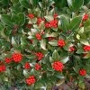 Skimmia Reevesiana 2 Skimmia Reevesiana -Promesse de fleurs Boutique Skimmia reevesiana 781805 1