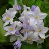 Solanum Jasminoides Bleu - Morelle Faux-jasmin -Promesse de fleurs Boutique Solanum jasminoides Bleu 83508 1