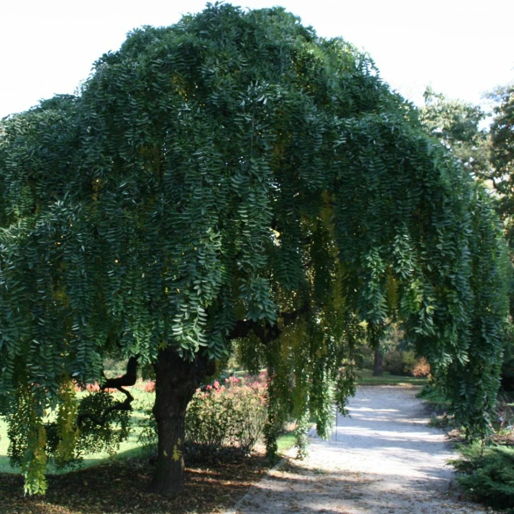 Pagode Japonaise - Sophora Japonica Pendula 3 Pagode Japonaise - Sophora Japonica Pendula