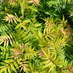 Sorbaria Sorbifolia Matcha Ball