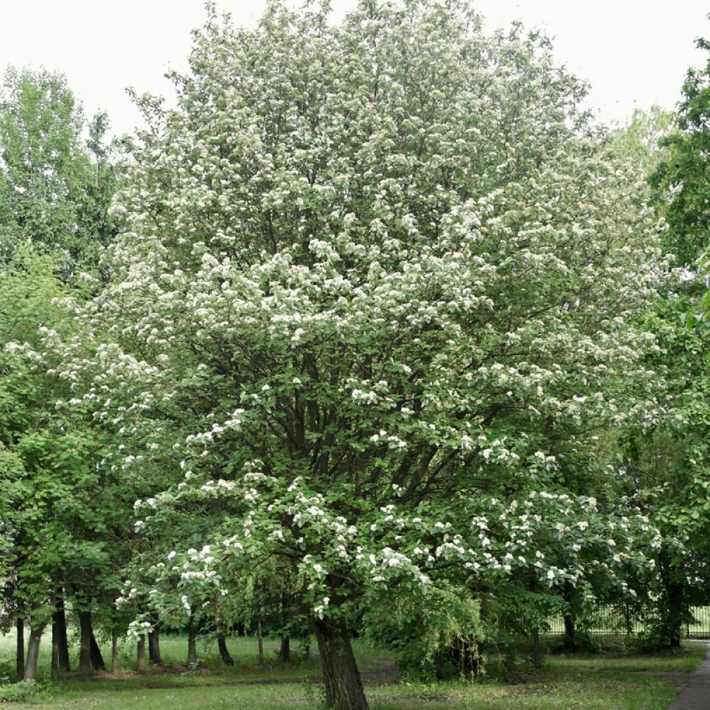 Sorbier, Alisier - Sorbus Intermedia Brouwers 3 Sorbier, Alisier - Sorbus Intermedia Brouwers