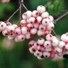 Sorbier - Sorbus Arnoldiana Pink Veil 2 Sorbier - Sorbus Arnoldiana Pink Veil -Promesse de fleurs Boutique Sorbier Sorbus Pink Veil IF 17946 1