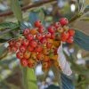 Sorbus Aria - Alisier Blanc 1 Sorbus Aria - Alisier Blanc -Promesse de fleurs Boutique Sorbus aria 89448 1