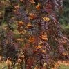 Sorbus Aucuparia Autumn Spire - Sorbier Des Oiseleurs -Promesse de fleurs Boutique Sorbus aucuparia Autumn Spire 89243 1
