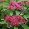 Spirée Japonaise Double Play Red - Spiraea Japonica -Promesse de fleurs Boutique Spiraea japonica Double Play Red 82556 1