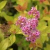 Spirée Japonaise - Spiraea Japonica Pink & Gold -Promesse de fleurs Boutique Spiraea japonica spiree Pink and Gold copyright 1008631 1