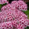 Spirée Japonaise Sparkling Champagne - Spiraea Japonica -Promesse de fleurs Boutique Spiree japonaise Sparkling Champagne 84329 2