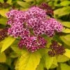 Spirée Japonaise - Spiraea Japonica Double Play Big Bang -Promesse de fleurs Boutique Spiree japonaise spiraea japonica double play big bang copyright 1008611 1